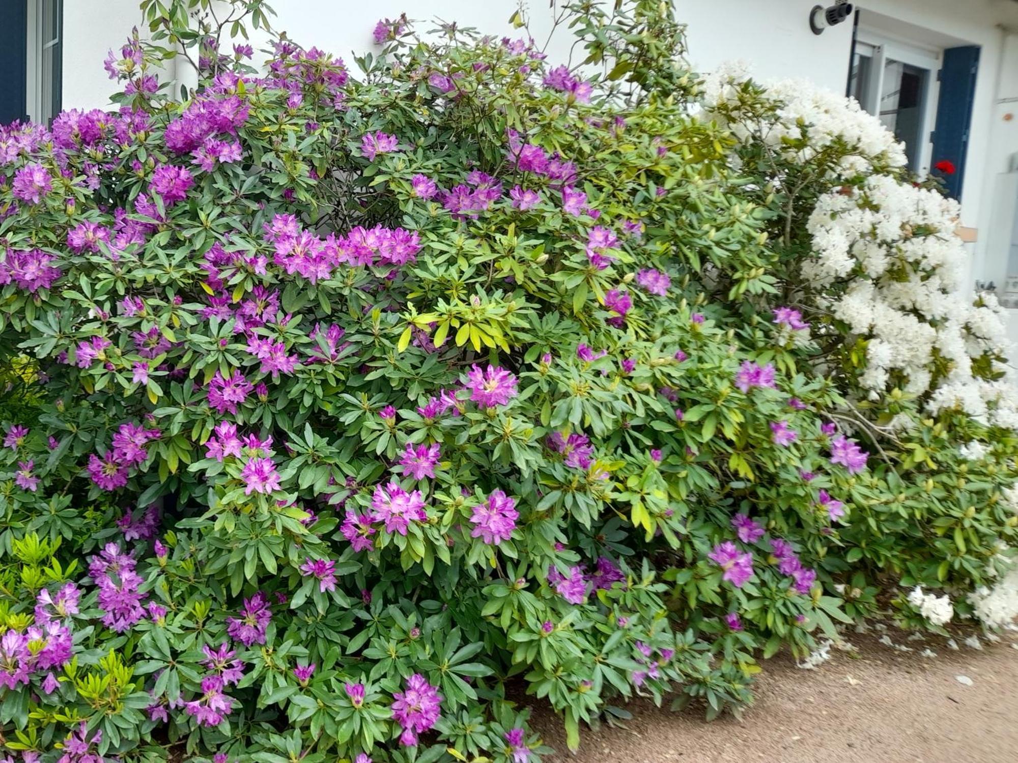 Bed and Breakfast Les Abelias Hauterive  Екстер'єр фото